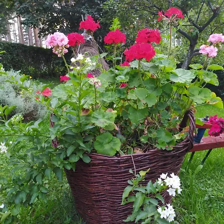 Milic * Sirogojno