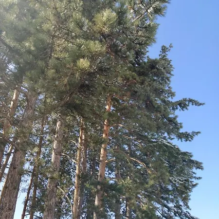 Milić *
